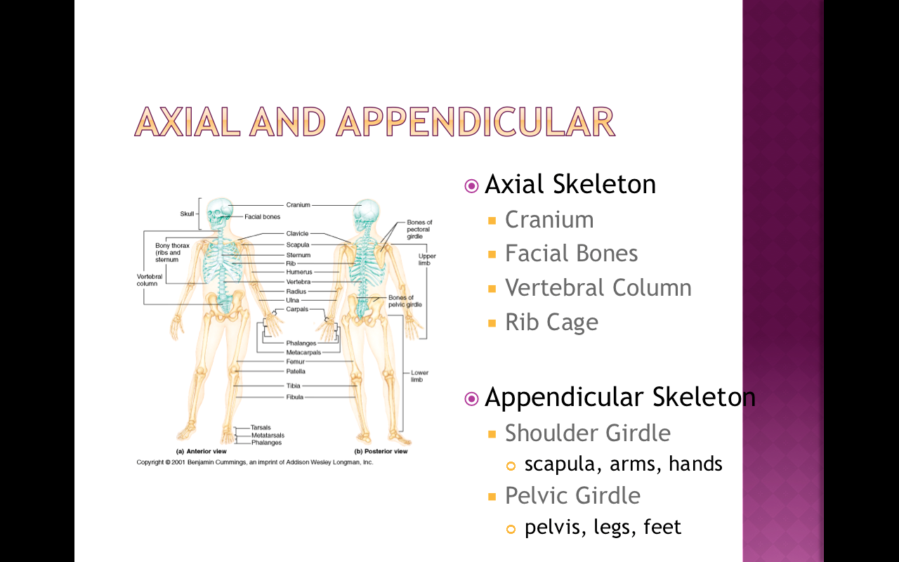 axial skeleton and appendicular skeleton pdf