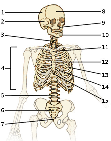 axial skeleton and appendicular skeleton pdf