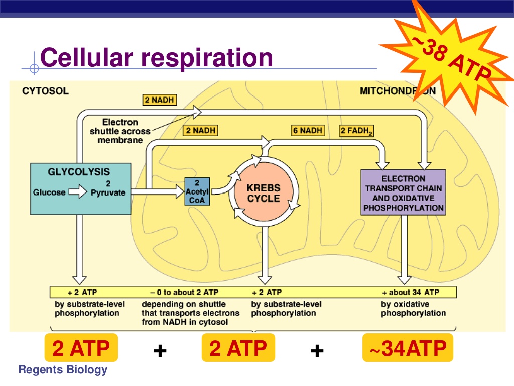 anaerobic respiration and fermentation pdf