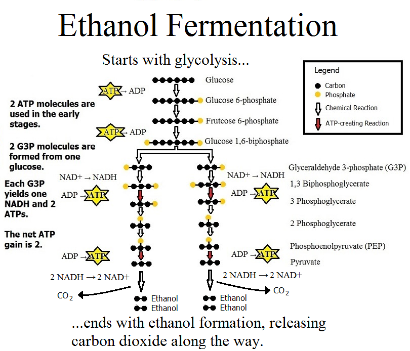 anaerobic respiration and fermentation pdf