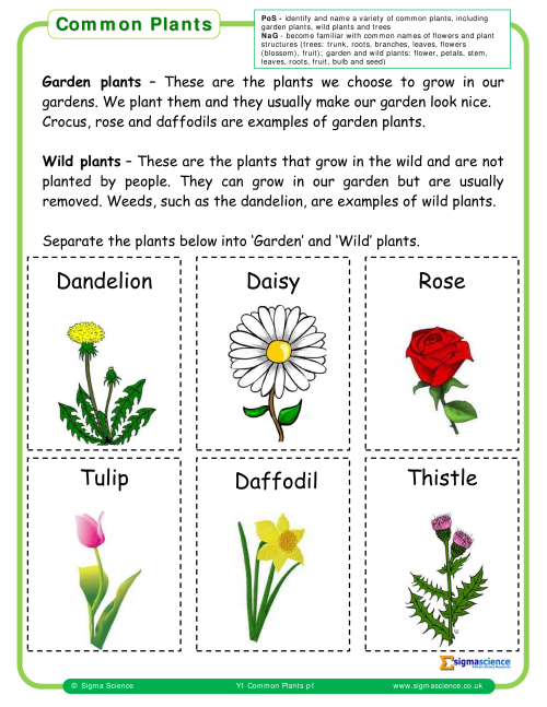 common weeds and their scientific names with pictures pdf