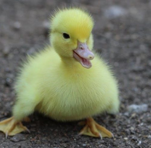 nc duck guides