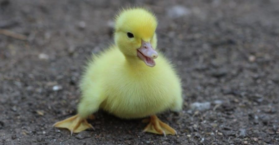nc duck guides