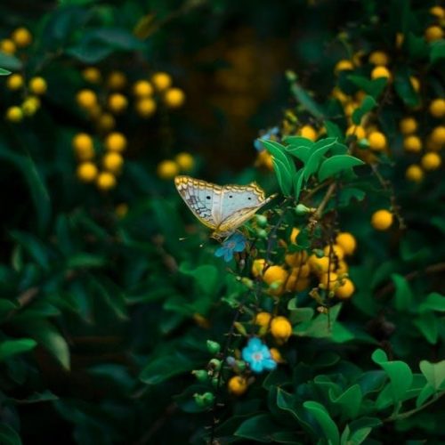 australian bush flower essences list pdf
