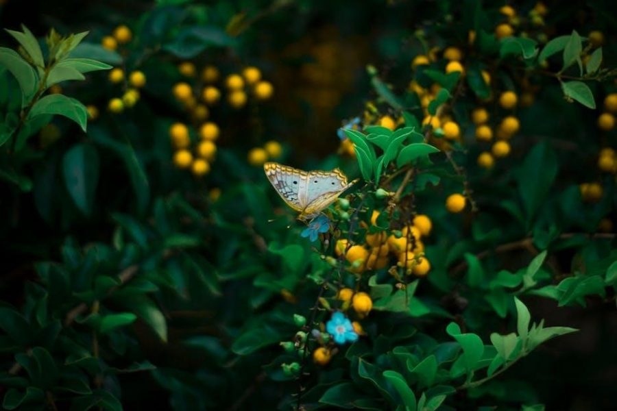 australian bush flower essences list pdf