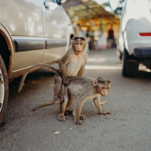 the monkeys paw pdf