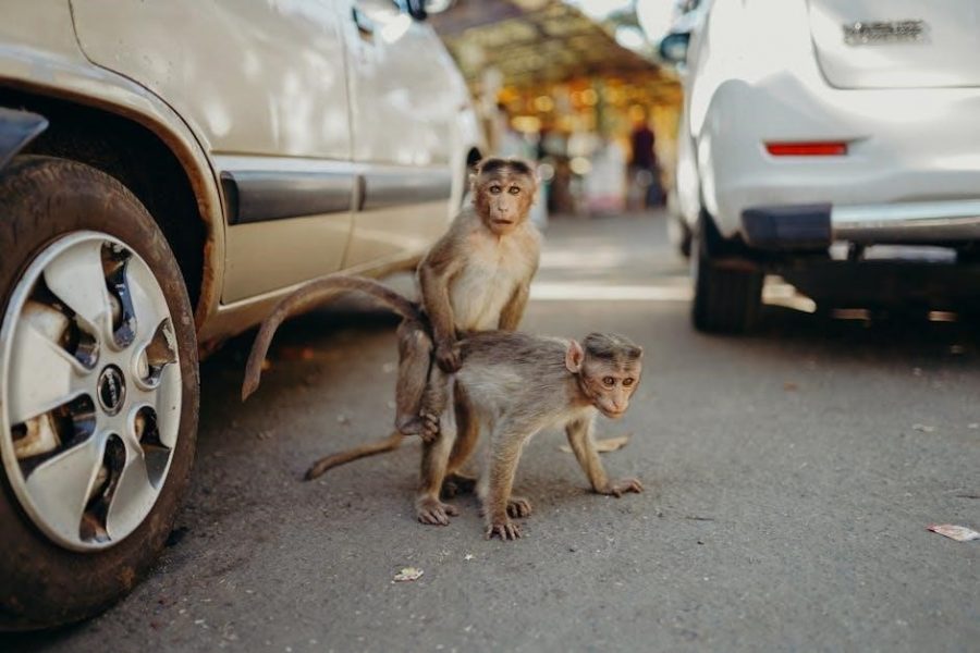 the monkeys paw pdf